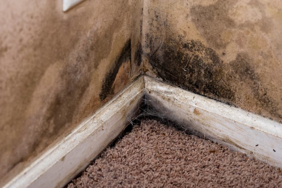 Health Effects of Neglecting Black Mold Remediation Paul Davis Restoration of North Dallas