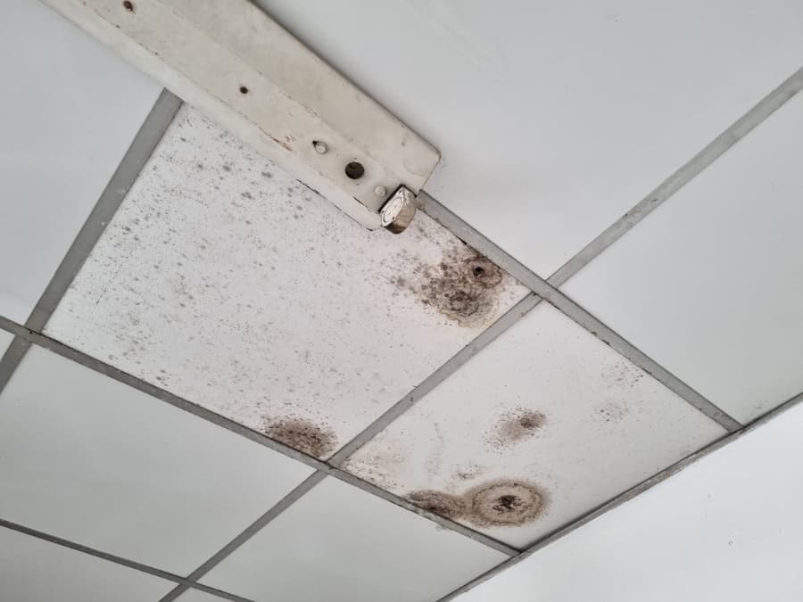 Black Mold Growing On Ceiling