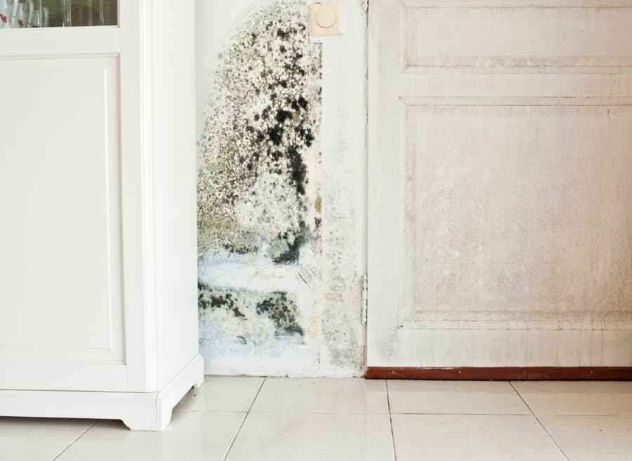 Black mold on a wall and a wood door