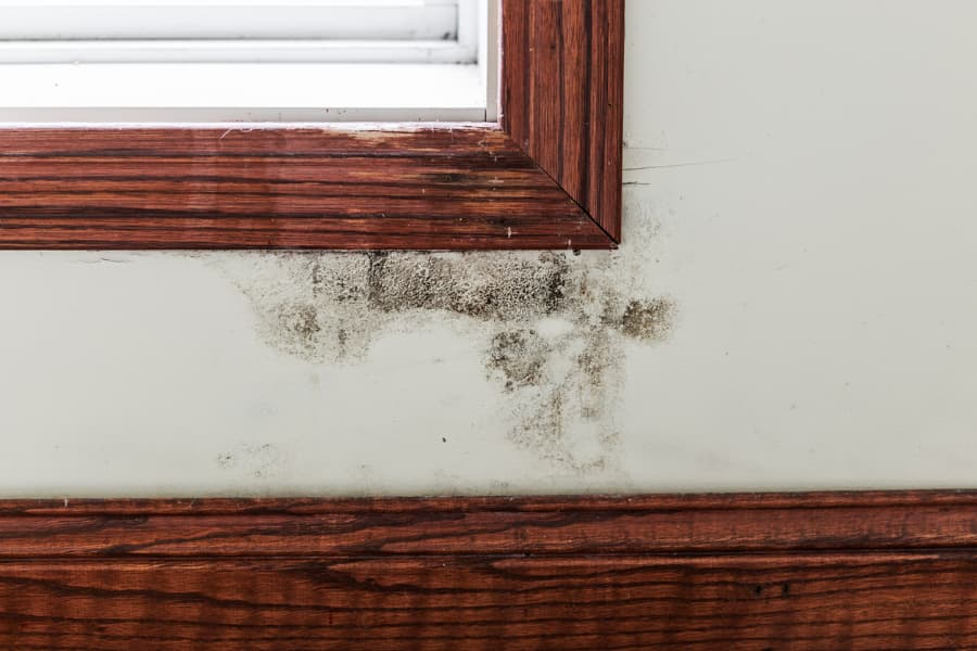 Black mold on a wall between a window and baseboard trim