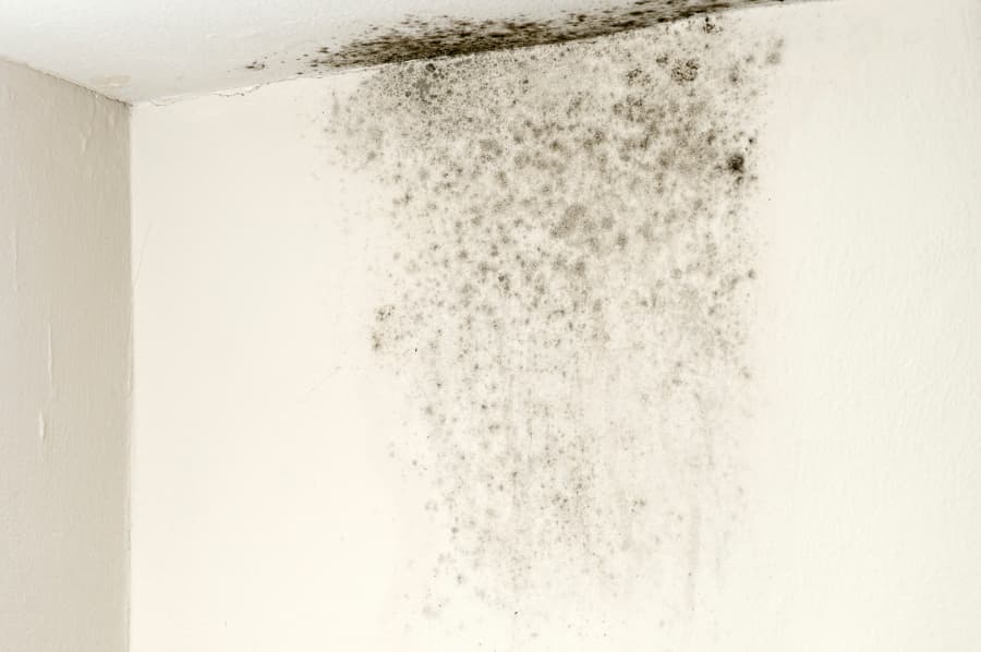 Moldy Drywall