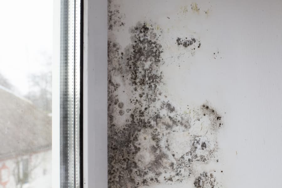 Black fungus covers white wall next to window in home